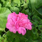 Alltominho - Summer Holidays * 阿菲菲