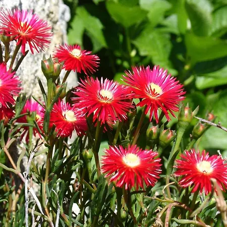 Alltominho - Summer Holidays *