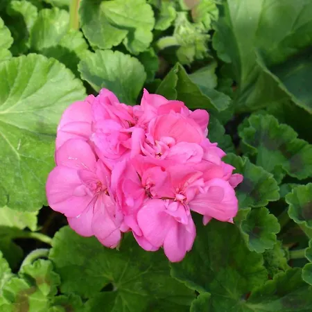 Alltominho - Summer Holidays * Afife