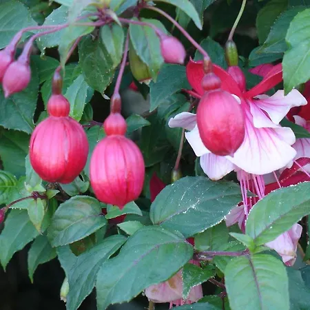 Hébergement de vacances Alltominho - Summer Holidays