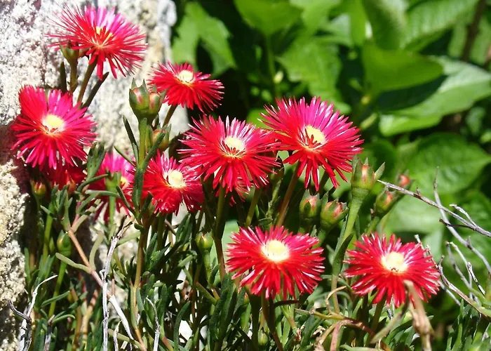 Alltominho - Summer Holidays *