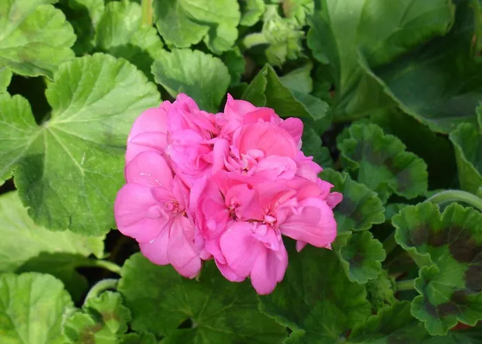 Alltominho - Summer Holidays * Afife